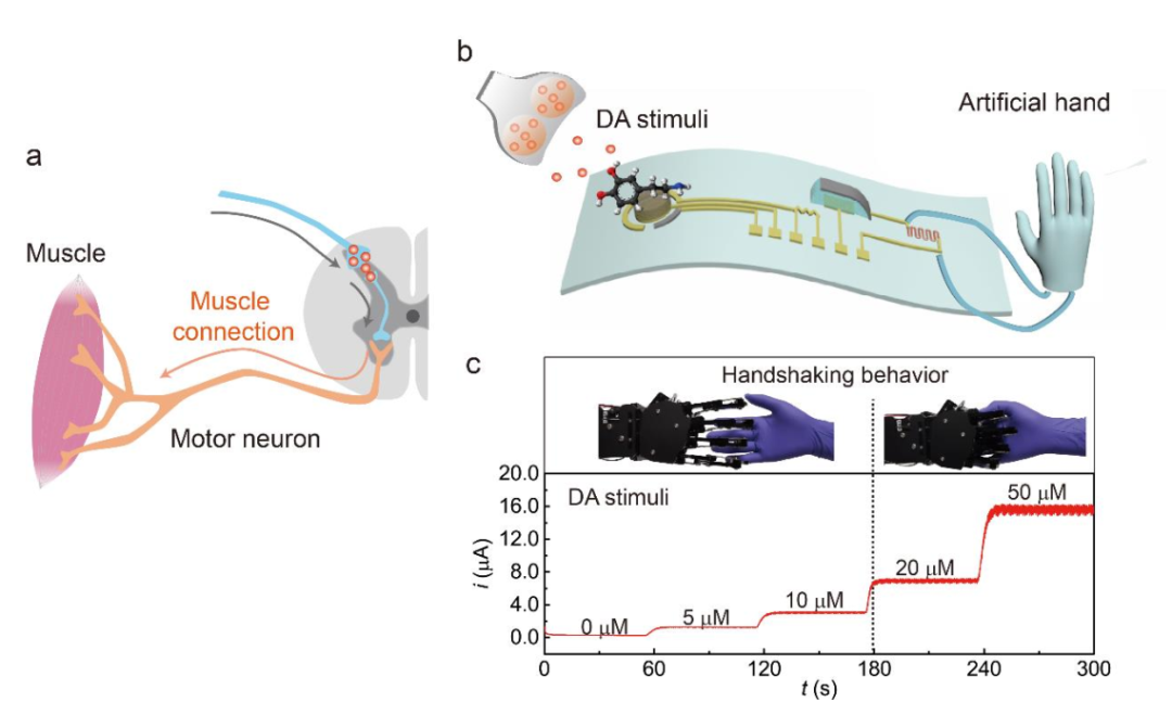 南邮团队联合南洋理工造出人工神经元，实现人工神经元与活神经元交互，向化学脑机接口迈出重要一步