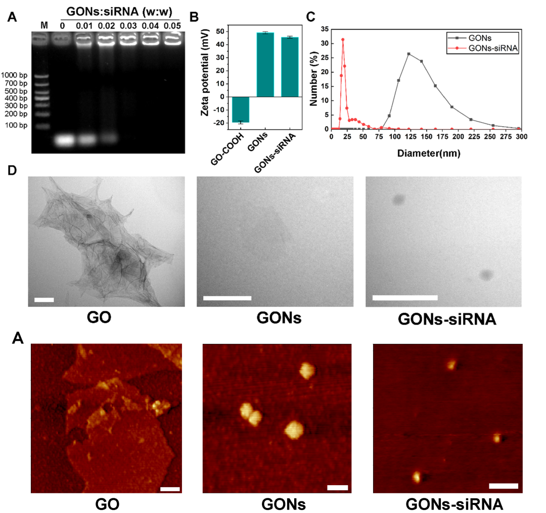 Angew. Chem. ：氧化石墨烯纳米颗粒介导的siRNA递送系统用于植物基因沉默