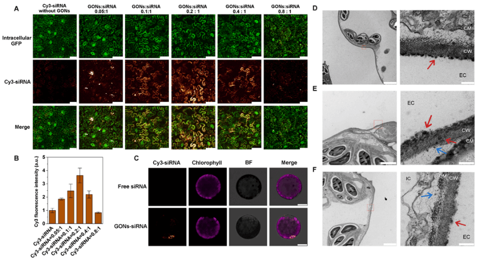 Angew. Chem. ：氧化石墨烯纳米颗粒介导的siRNA递送系统用于植物基因沉默