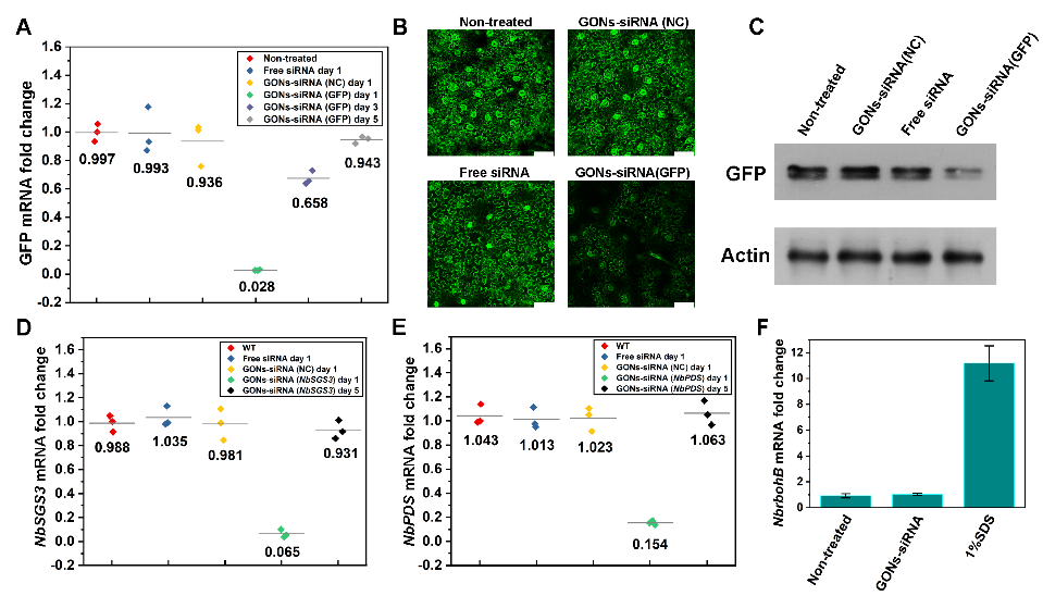 Angew. Chem. ：氧化石墨烯纳米颗粒介导的siRNA递送系统用于植物基因沉默