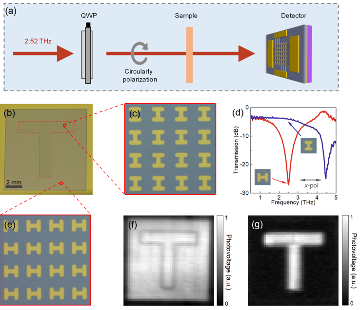 ACS Nano | 波长选择与偏振敏感的超材料-石墨烯单片集成太赫兹探测器