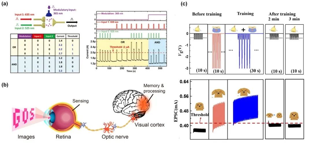 极端制造 | 石墨烯人工突触制造实现光电类脑计算应用