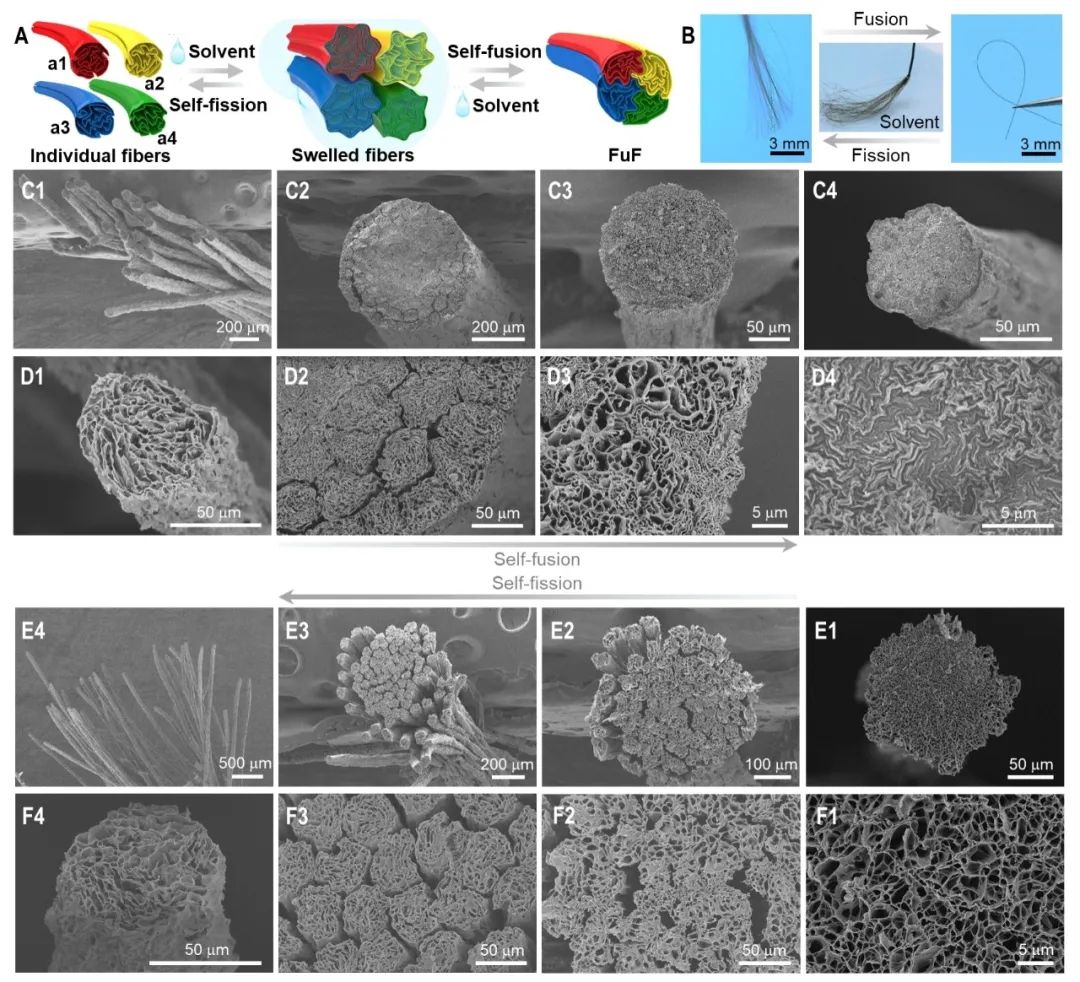 浙大高分子系高超教授团队成果登上《Science》——氧化石墨烯纤维的精确可逆融合与分裂