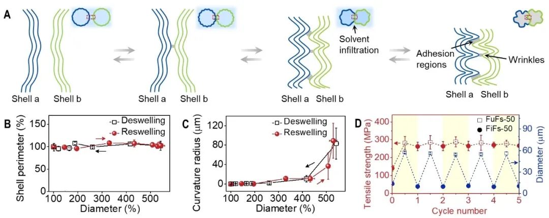 浙大高分子系高超教授团队成果登上《Science》——氧化石墨烯纤维的精确可逆融合与分裂