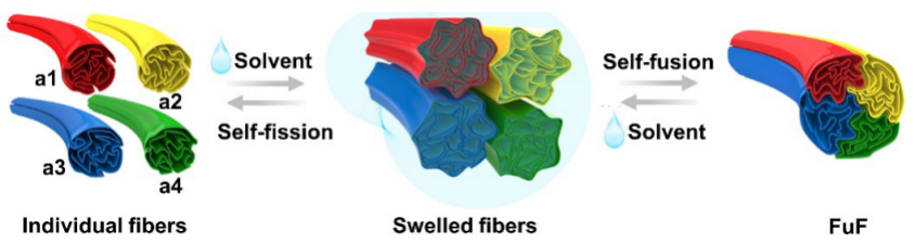 浙大教授实现石墨烯“七十二变”！13500条氧化石墨烯纤维精确性可逆，有望用于药物定向释放 | 专访