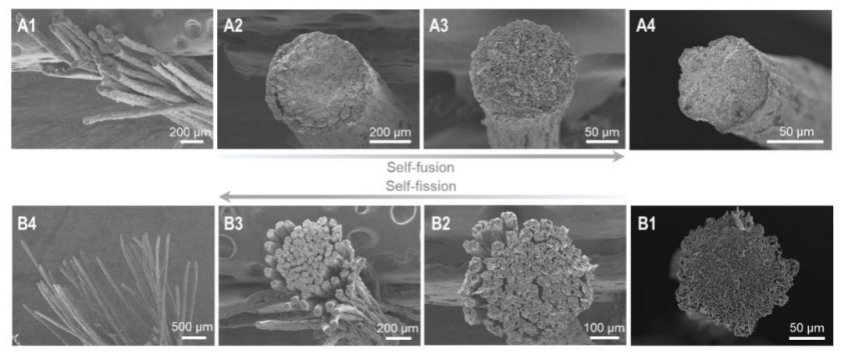 浙大教授实现石墨烯“七十二变”！13500条氧化石墨烯纤维精确性可逆，有望用于药物定向释放 | 专访