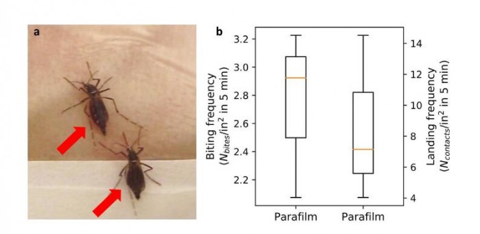研究发现：石墨烯可以防止蚊子叮咬
