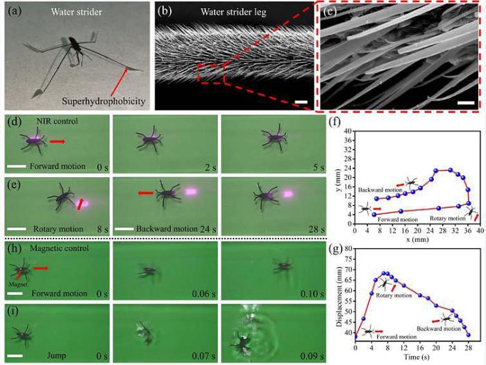 红外激光和磁场联合驱动的仿水黾微型机器人在水面游动、跳跃及翻滚。　沈阳自动化所供图