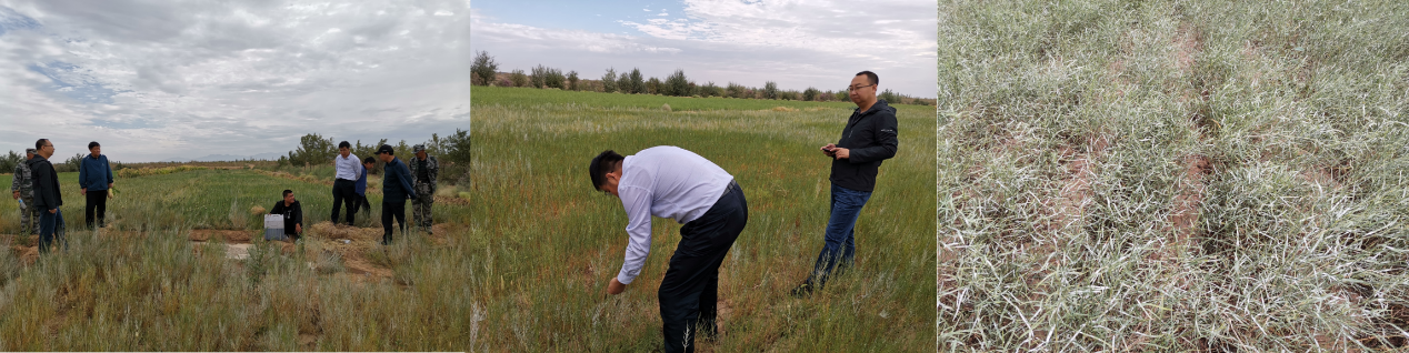 石墨烯林业应用国家林草局重点实验室科研团队赴内蒙古阿拉善开展技术交流工作