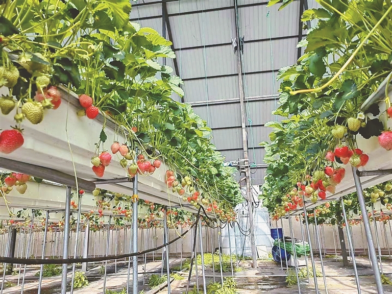 “设施农业风景这边独好”系列报道之一 我省新日光温室大棚经济全速崛起