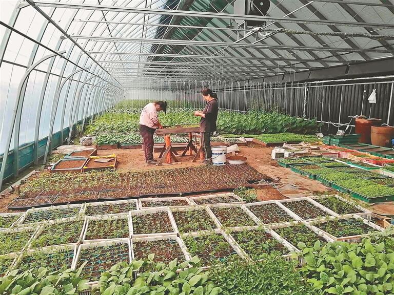 “设施农业风景这边独好”系列报道之二 “追光”温室 冷热随心