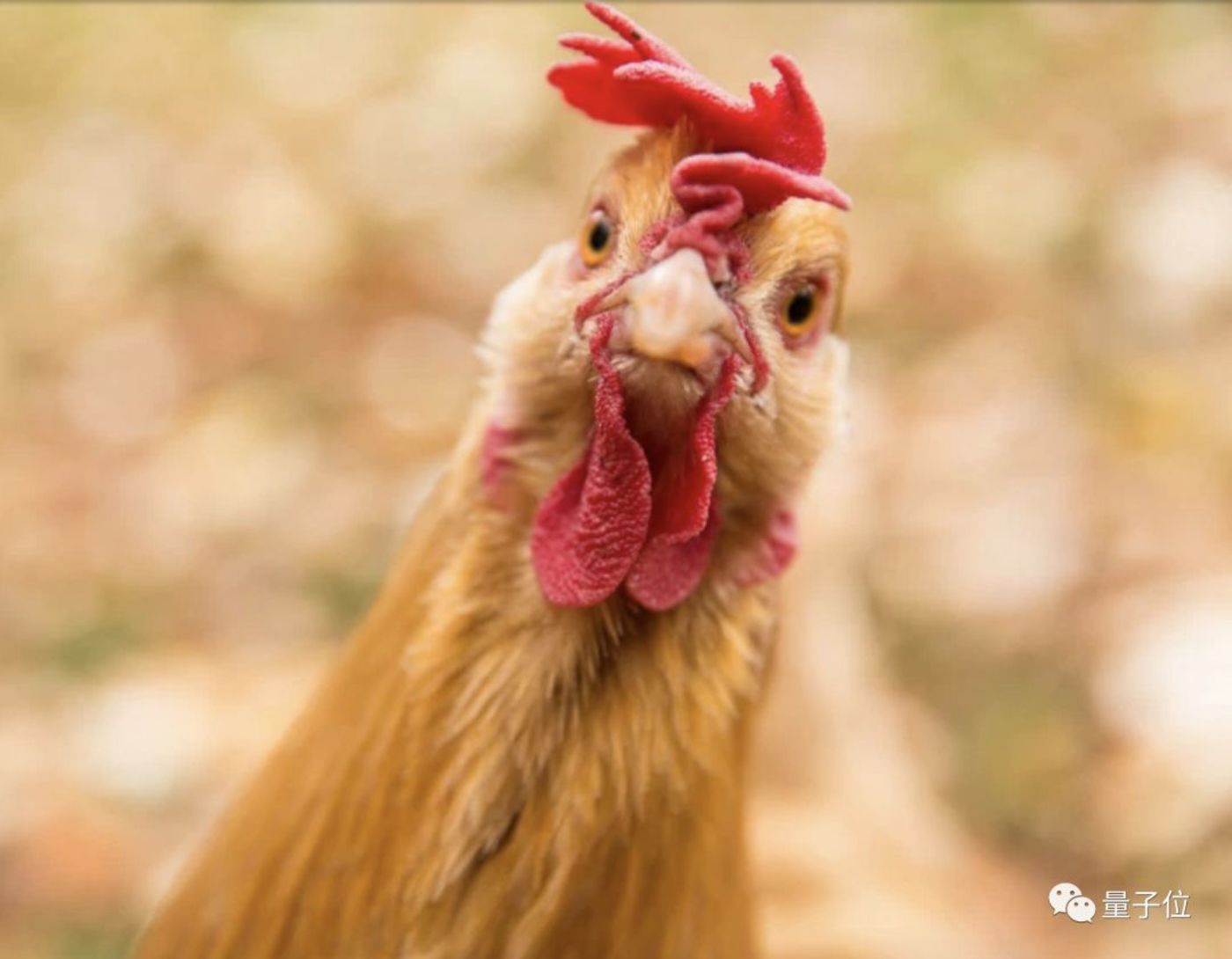 鸟屎让石墨烯再次“伟大” 