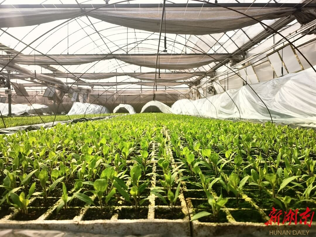 “莲城”春来早①：湘潭科学育种做强农业“芯片”