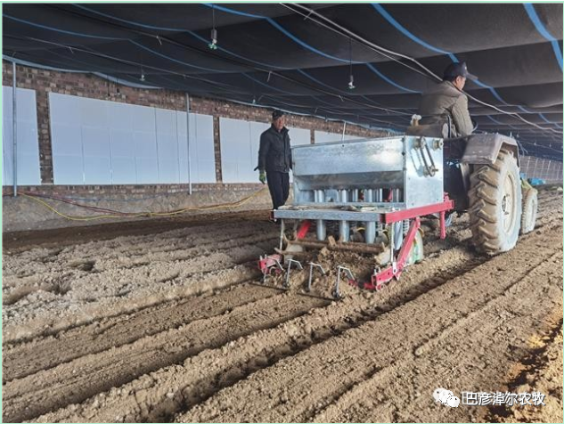 小小羊肚菌 致富新希望