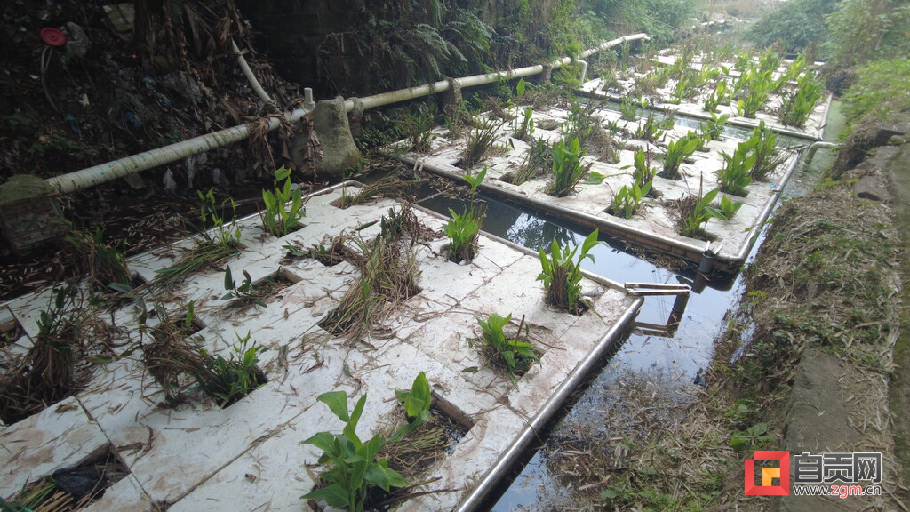 全市首座“水魔方”——石墨烯协同水体原位净化装置在大安建成并通过省级专家评审