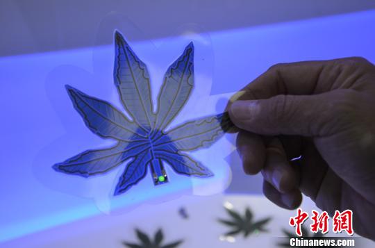 图为石墨烯有机太阳能电池。　郝学娟 摄