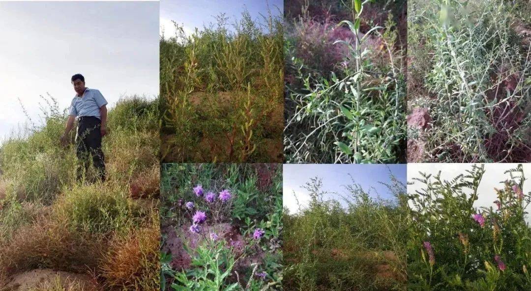 大同大学石墨烯科研团队，助力内蒙古盐碱地治理