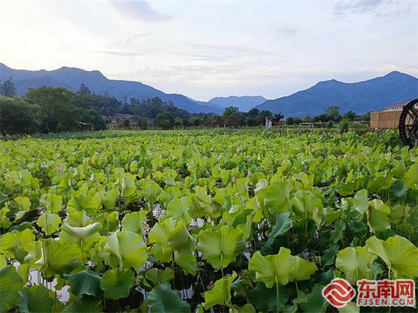 生态美、百姓富、人才聚——美丽乡村在三明