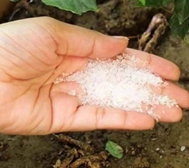 七水硫酸镁用来养花的几大好处，避免叶黄，让植物移栽更轻松