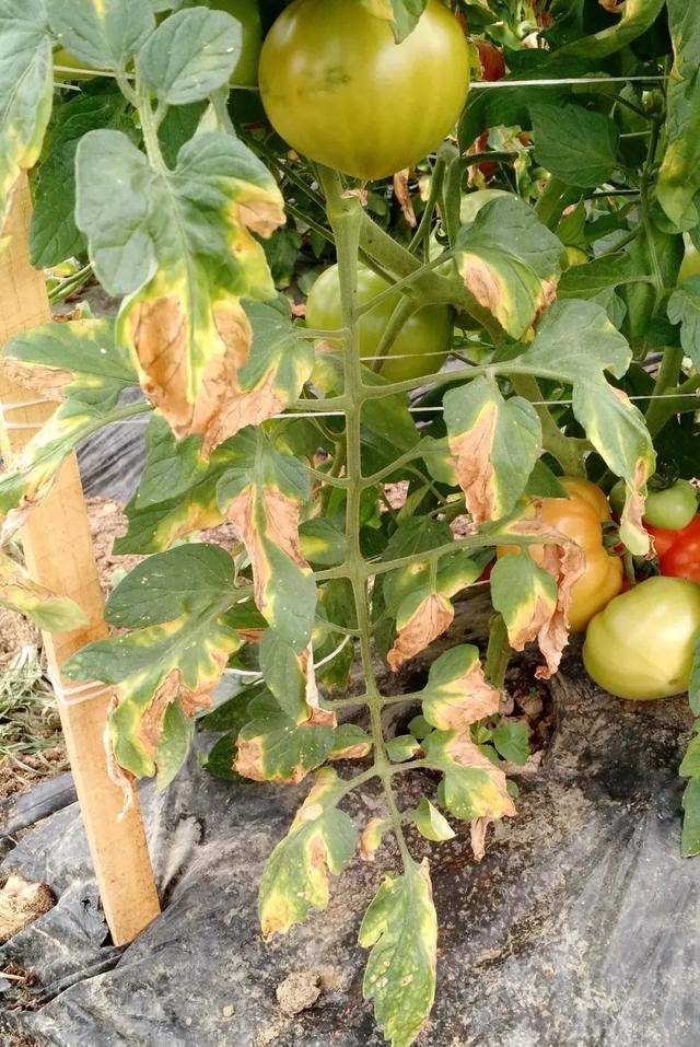 七水硫酸镁用来养花的几大好处，避免叶黄，让植物移栽更轻松