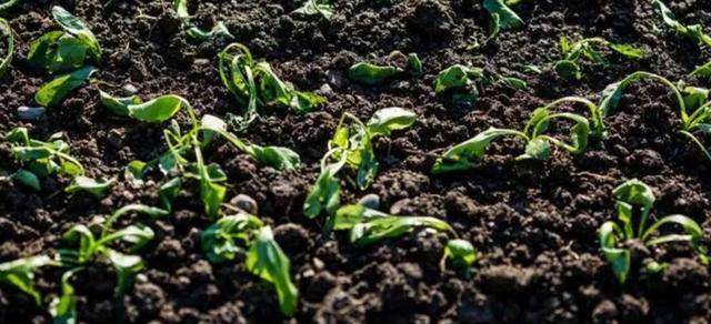 七水硫酸镁用来养花的几大好处，避免叶黄，让植物移栽更轻松