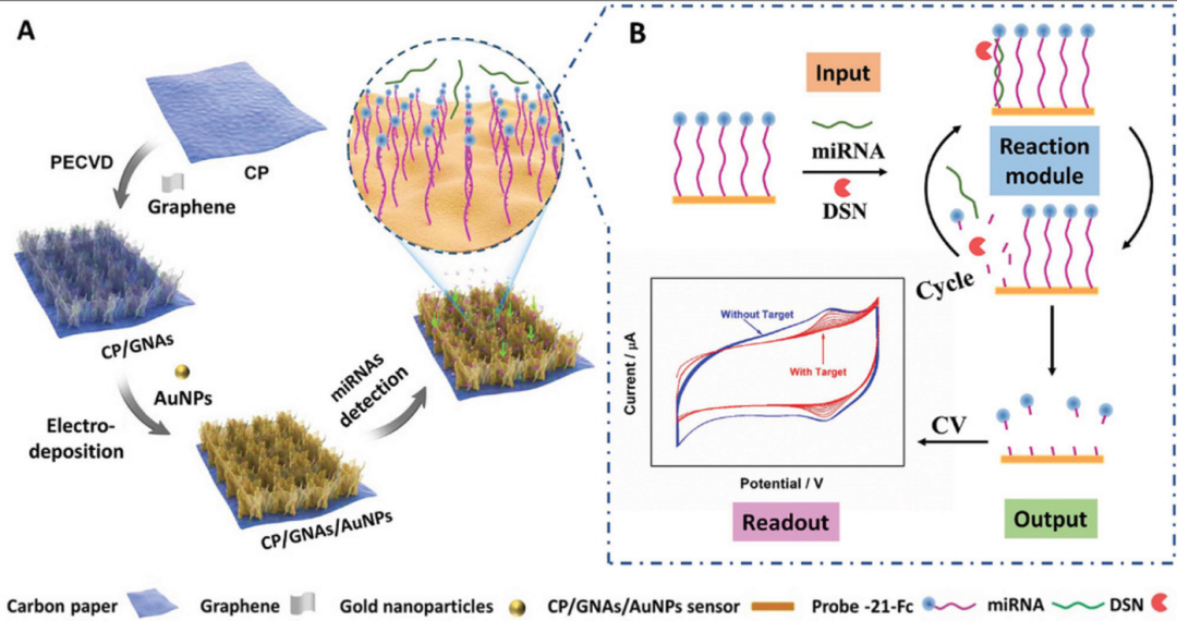 一种便携可抛式3D石墨烯阵列DNA电路芯片实现痕量miRNAs高效动态实时分析检测