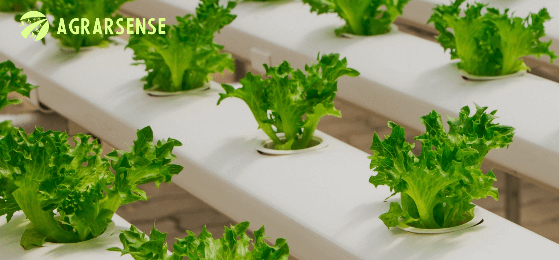 为智能农业的AGRARSENSE项目