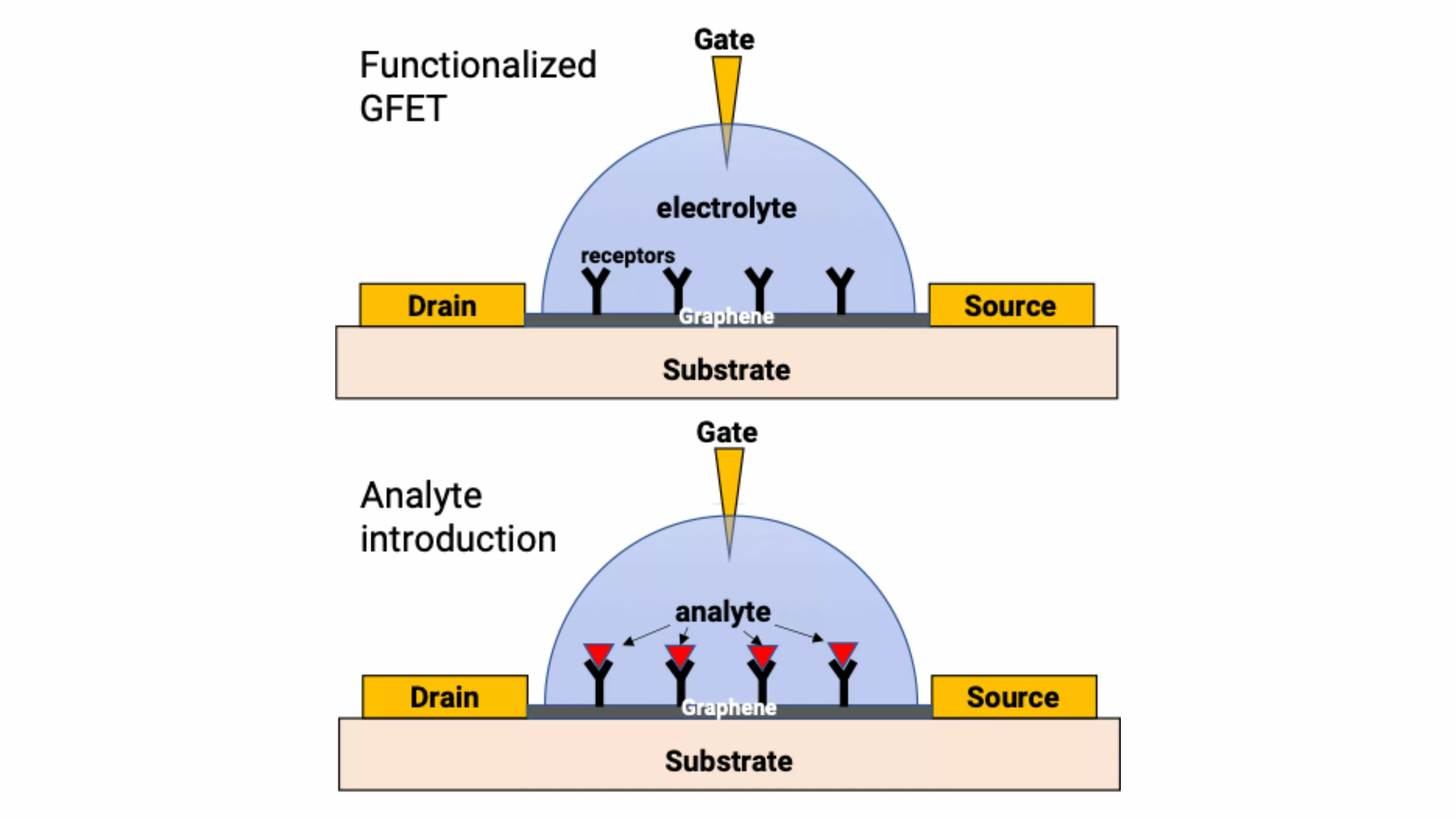 CVD石墨烯在传感器上的潜力