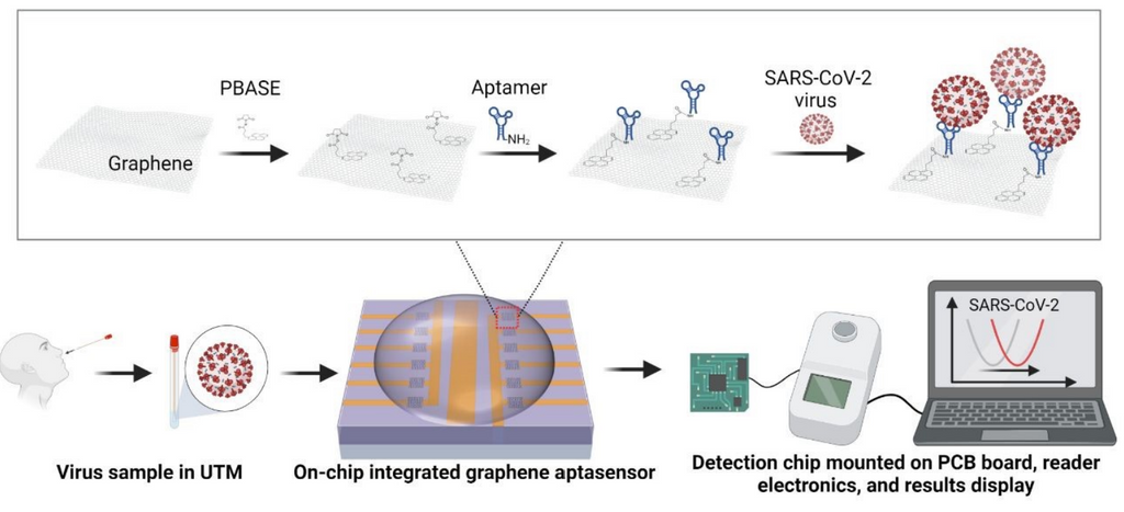 适用于 COVID-19 的可靠、便携、快速的石墨烯传感器