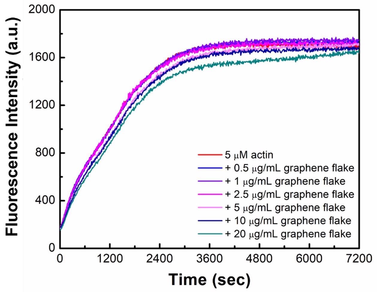 石墨烯可以控制肌动蛋白丝中的细胞运动和生理学