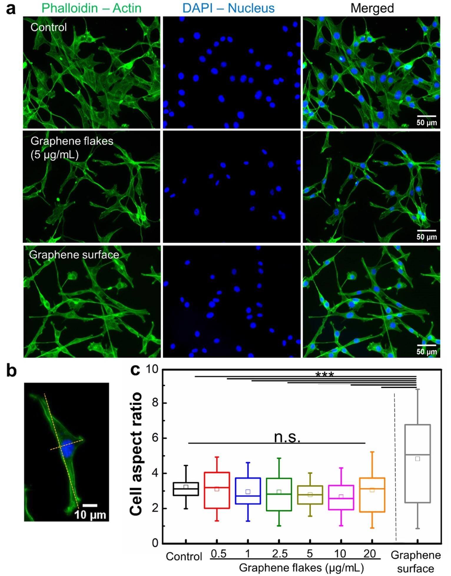 石墨烯可以控制肌动蛋白丝中的细胞运动和生理学