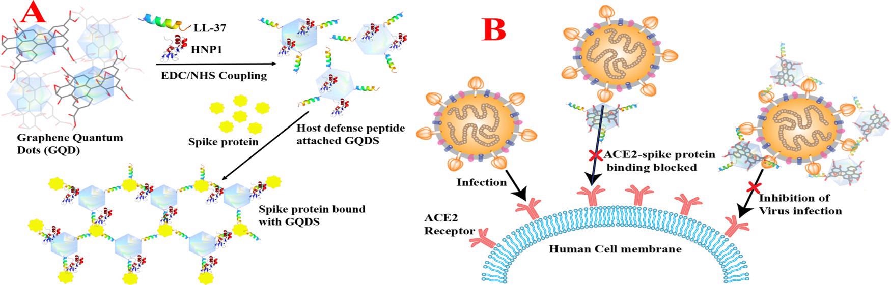 （A）方案显示了HNP1和LL-37人宿主防御肽偶联GQD的设计以及在SARS-CoV-2δ变体（B.1.617.2）刺突蛋白RBD存在下HNP1和LL-37肽偶联GQD的结合。（B）显示阻断S-RBD与ACE2在人细胞膜上的相互作用并防止SARS-CoV-2病毒进入的方案。