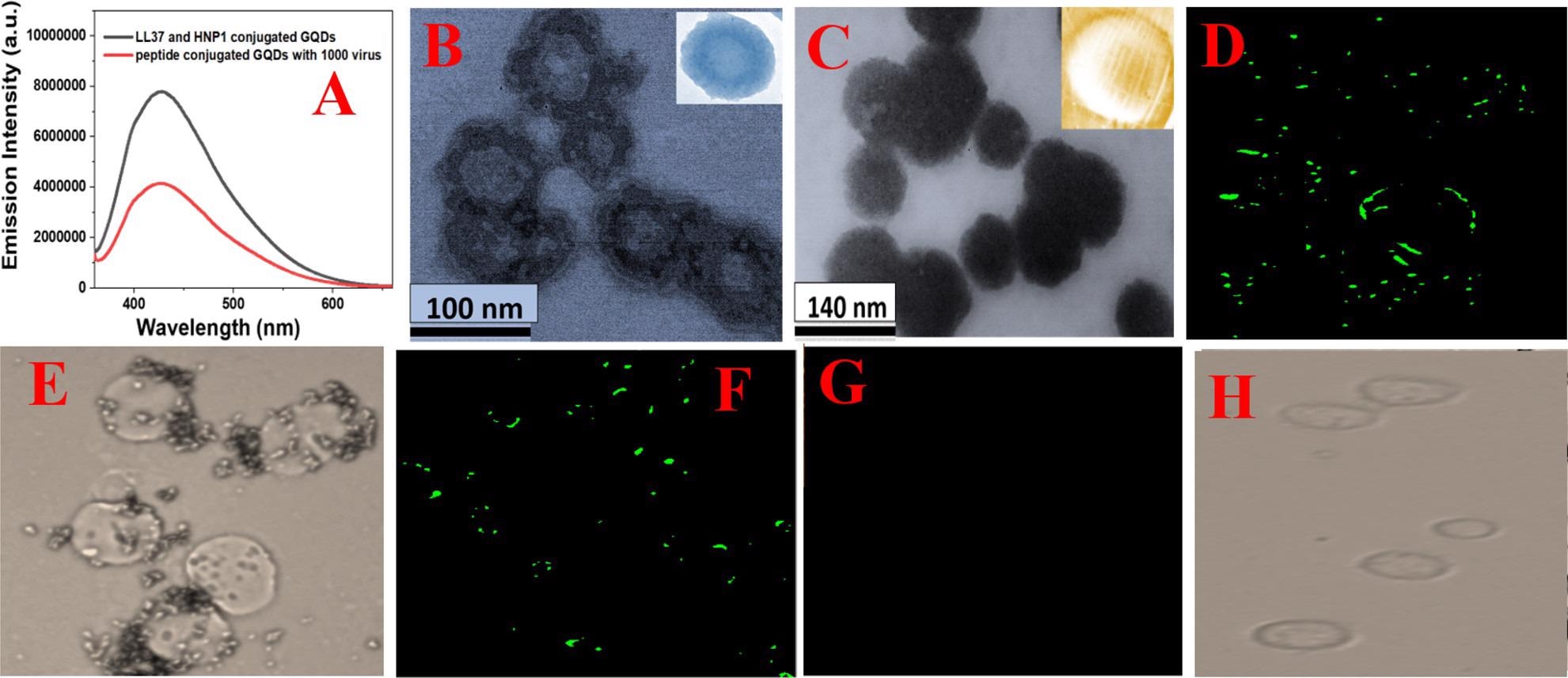 （A） 在存在和不存在具有SARS-CoV-2 delta变体（B.1.617.2）刺突蛋白的GFP标记杆状病毒的情况下，来自HNP1和LL-37肽偶联GQD的荧光光谱。（B）用HNP1人宿主防御肽附着的GQDs治疗30分钟后假型杆状病毒的TEM图像（C）用HNP1和LL-37人宿主防御肽附着的GQDs治疗30分钟后假型杆状病毒的TEM图像。绿色荧光是由于表达ACE2的HEK-293T细胞表面上存在具有SARS-CoV-2 δ变体（B.1.617.2）刺突蛋白的GFP标记杆状病毒假型。（D）在没有GQDs的GFP标记的假型δ病毒存在下HEK-293T细胞的荧光图像。 （E）在没有GQDs的GFP标记的杆状病毒存在下的HEK-293T细胞的亮场图像。 （F）在存在与LL-37人类宿主防御肽附着的GQD结合的GFP标记病毒存在下的HEK-293T细胞的荧光图像。 （H）在存在与LL-37和HNP1人类宿主防御肽附着的GQD结合的GFP标记病毒的情况下，HEK-293T细胞的明场图像。