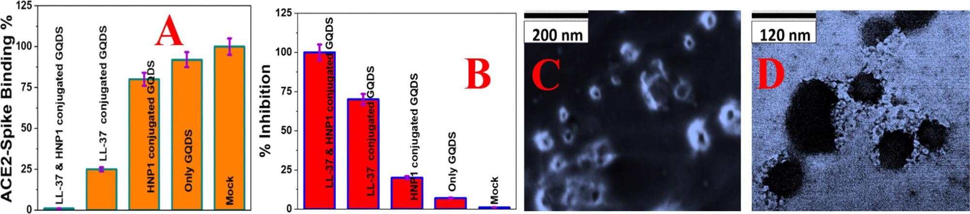 （A）杆状病毒假型与SARS-CoV-2δ变体（B.1.617.2）刺突蛋白和ACE2在HEK-293T细胞上的相互作用，使用荧光成像测量。（B）在缓冲液（Mock），GQDs（30μg/ mL），HNP1（4μg/ mL）附着的GQDs（30μg/ mL），LL-37（4μg/ mL）附着的GQD（30μg/ mL）和LL-37（4μg/ mL）附着的GQD（30μg/ mL）和HNP1（4μg/ mL）附着的GQD（30μg/ mL）的存在下，假型杆状病毒假型杆状病毒的抑制效率。（C）用肽附着的GQDs处理6小时时，用SARS-CoV-2δ变体（B.1.617.2）刺突蛋白假型杆状病毒的TEM图像。
