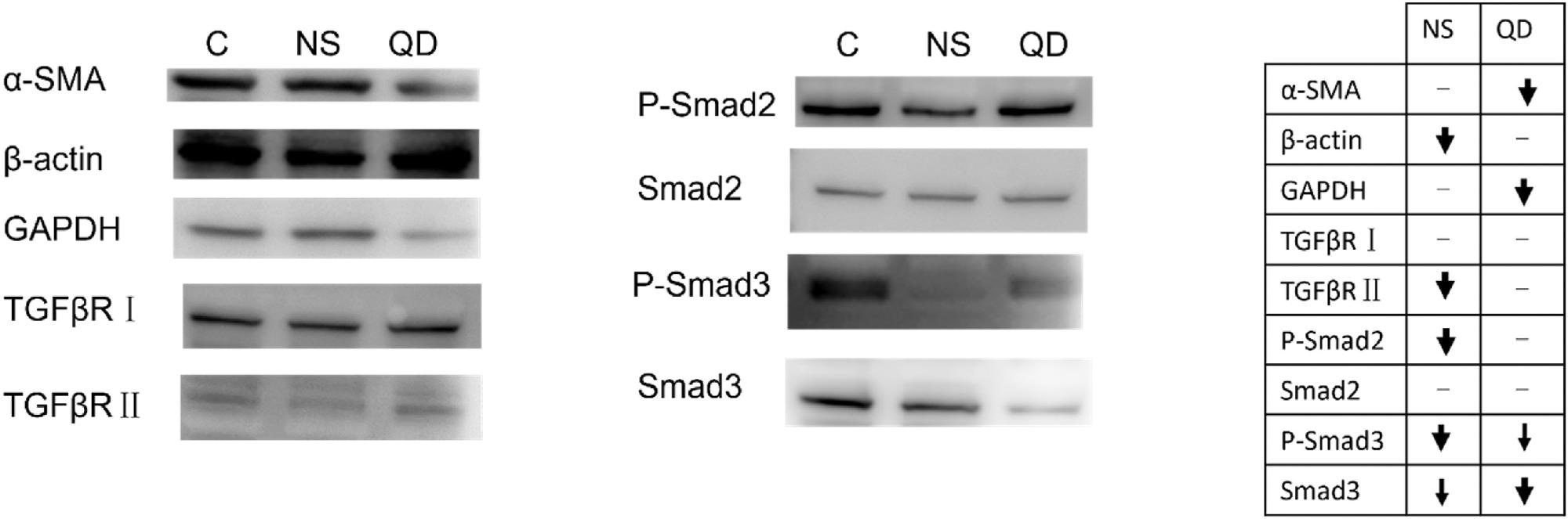 蛋白质印迹评估可能参与LX-2的几何学依赖性调节。在图表中，粗体箭头表示表达式级别中更显著的变化。（C：控制，NS：GO纳米片，QD：GO量子点）。© 桂某， 胡国， 杰， Z. 等 （2022）