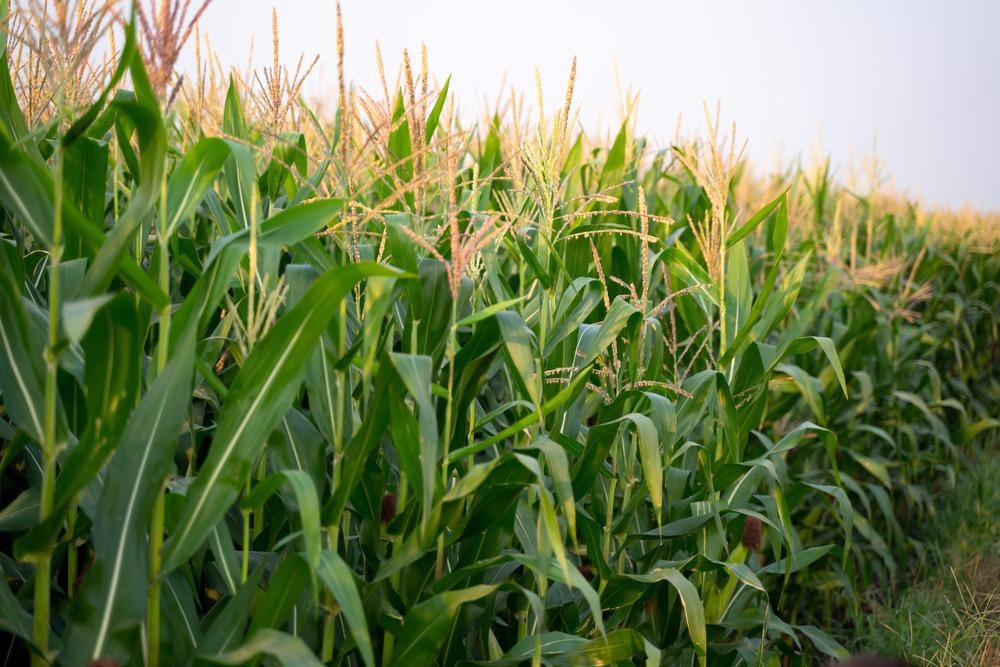 玉米作物受益于碳纳米颗粒