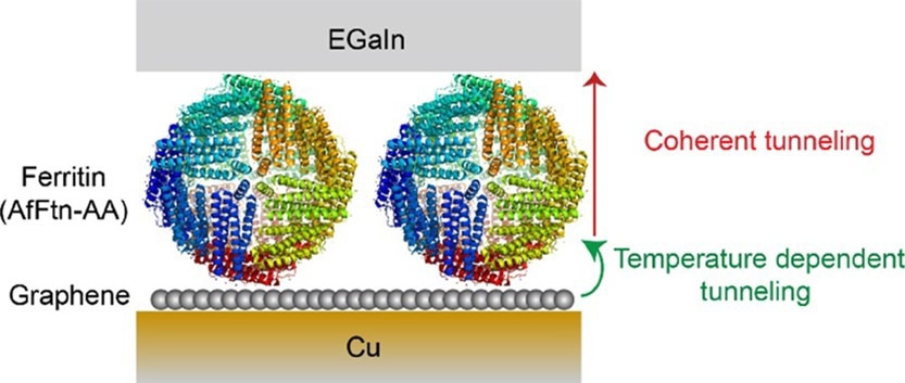温度对石墨烯-铁蛋白生物分子连接处电荷传递的作用