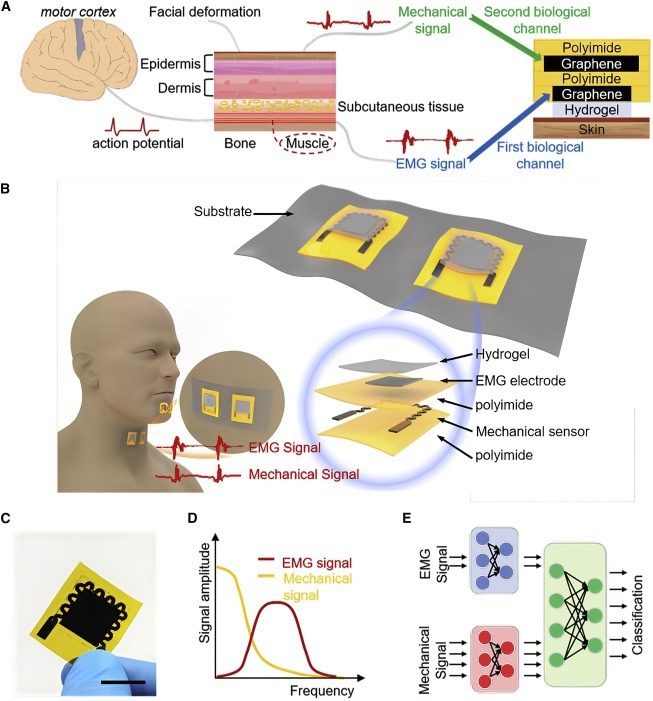 ???????（A）显示双生物通道机制的示意图。（B） 标有关键部件的地理标志。每个修补程序包含两个 DGEMS。在下巴和喉咙上放置两个贴片以同时收集生物信号，相应的波形显示在底部图中。（C） 地理信息系统的摄影图像。比例尺，1.5厘米（D）频谱示意图。黄线代表肌电图信号，红线代表机械信号。（五）语音识别的工作原理。EMG和机械信号的特征通过神经网络提取并融合。然后，将融合的要素用于分类。