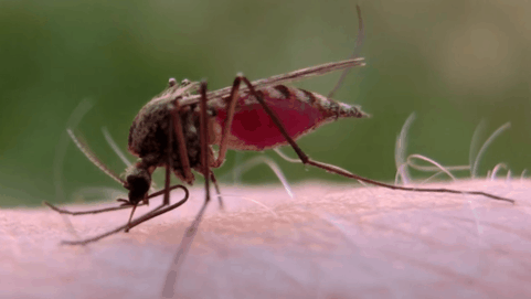 发热的衣服材料还能防止蚊子叮咬？石墨烯材料在防蚊上有双重保护作用