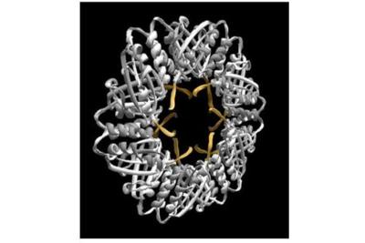 SPNano SP1 蛋白照片