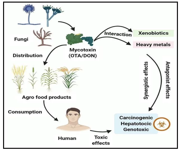 虫草（cordyceps）出没的世界中的石墨烯生物传感器