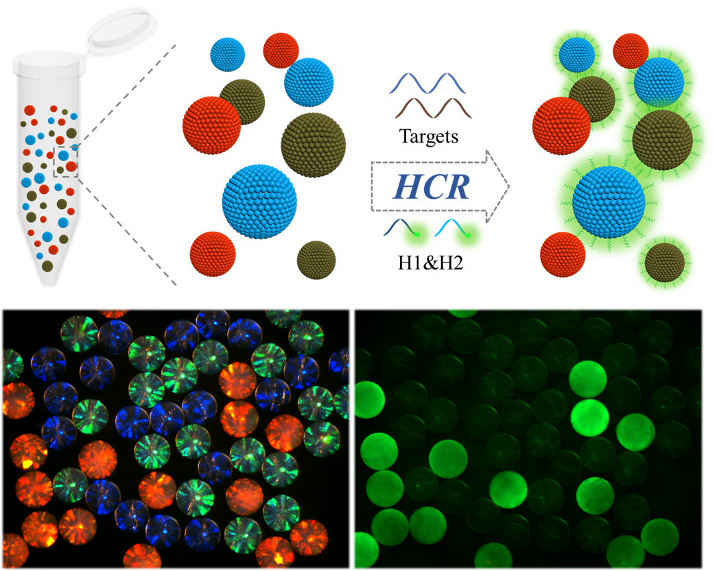 仿生的氧化石墨烯包覆光子晶体球编码用于多元microRNA量化