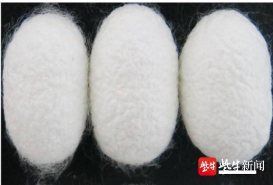 喂点石墨烯 蚕宝宝吐出“强力丝”