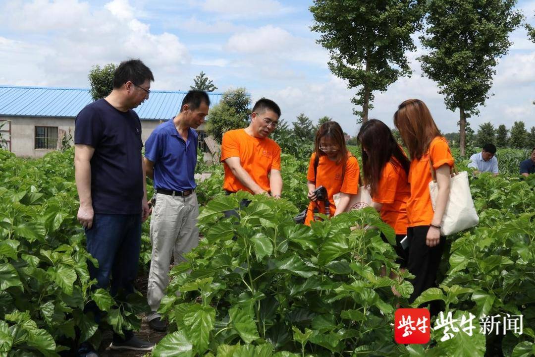 喂点石墨烯 蚕宝宝吐出“强力丝”