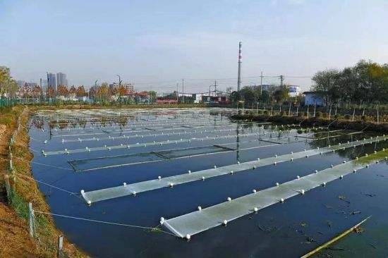 水清绿满 沣西新城扎实推进水生态治理