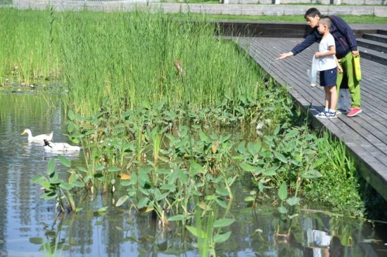 水清绿满 沣西新城扎实推进水生态治理