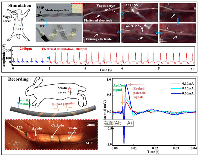 清华大学柔电中心组织策划的《先进材料》专刊正式出版