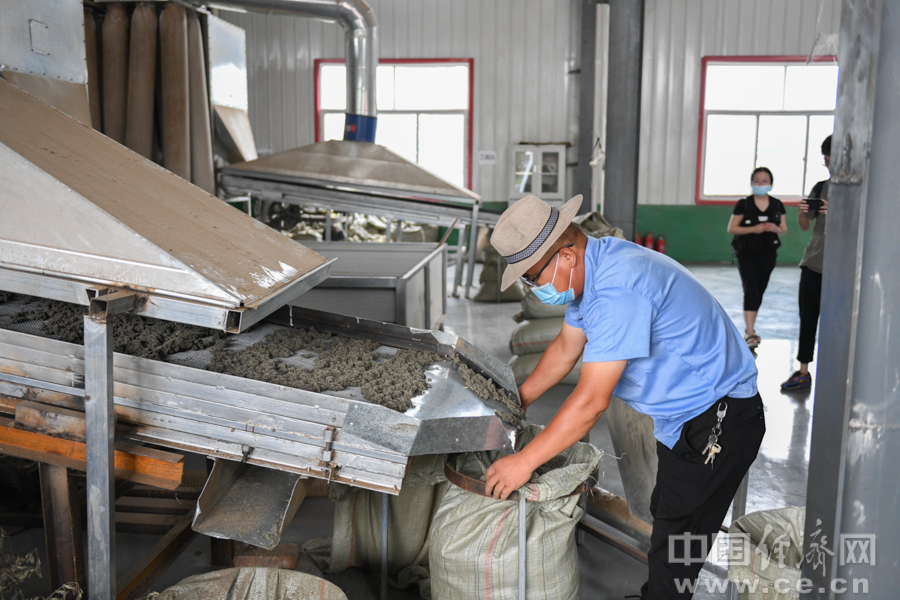 【决战决胜脱贫攻坚】陕西耀州：“艾”在照金 “金草”丰收