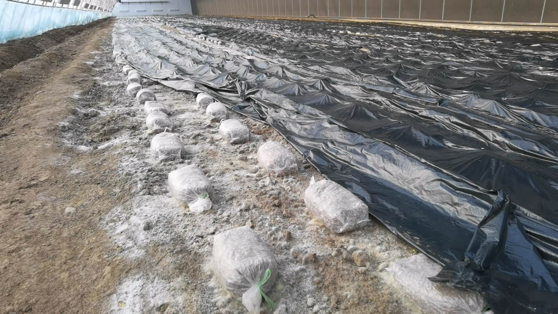 玛纳斯县玛纳斯镇上二工村：发展特色产业 为乡村振兴再添新动力