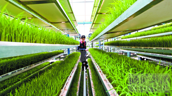 湖南湘潭：农业插上“科技翅膀”